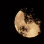 #Moon a day past full - in the trees - 00:31UT Sunday morning