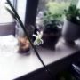 多肉ちゃん（ハオルチア）の花が咲きました♪