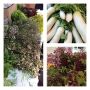 Santa Monica Farmers Mkt: delicious edible flowers (broccolini, radish, arugula), huge daikon, aromatic lilac