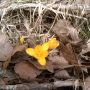 A sign of #spring! #Taos #NM