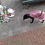 gay dog