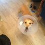 @ats2040 cone head Holly