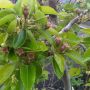 Fruit set on allotment pear tree! #bees
