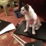 Kitty must supervise the construction of this bench. Not giving me a choice!