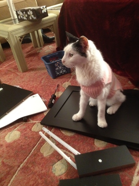 Kitty must supervise the construction of this bench. Not giving me a choice!