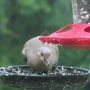@Rubybeets @dawnk777 @ABlotz @gemswinc @elegantdame @WebGrrrrl @sandarwai @simonscotland @deephil11 rainy day feeding
