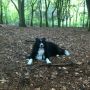 Met de oppashond naar het bos geweest
