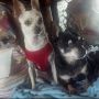 Don't hate because we are cuter then you. http://snapadoptapet.bravesites.com/ #CHIHUAHUA #dog #puppy #foster #adopt #shelter #spay #neuter #senior #pet #old #rescue #save #share #bestfriend #friend #