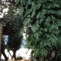 फेवाताल किनारमा लै लै