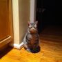 Believe it or not, this is the cat that eats less. 