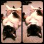 Sleepy cat to sleeping cat in 30 seconds. 