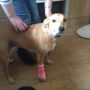 @ats2040 poor Holly needed stitches but got a very girlie pink bandage