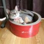 おひるね準備✩*⋆ #cat #猫部 #abyssinian 