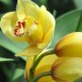 Come in the greenhouse on website published.
