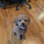 Someone wants me to share my turkey sandwich. #EntreTechNYC