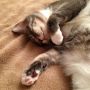 @seelix Late, but in case you need it for later, Mal was showing off his multicolor toebeans. 