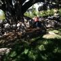 Sometimes I hang out in roots of trees. Not cuz I'm small but because they R BIG