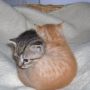 how cute are these? #wonderkat