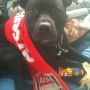 @Gingers4Limpar take a look at Baby J, he hate spuds but likes Tiki-Taka #ArsenalDogs 
