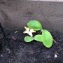 Wat word dit plantje? Zat in mn "klimplantenmix"
