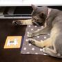 ててに綿毛 ₍˄ุ.͡˳̫.˄ุ₎ฅ˒˒  #cat #猫部 