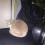 (-д☆)ｷﾗｯ
 
 #ネコ #ねこ #neko #cat