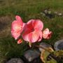 #Photo #Flowers #HTC_One