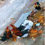 Confirmed roosters will wake me daily 6:20am  @enzohipol I tried to catch one in open, very hard, need start w/ chic 