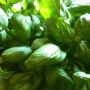 #groen #basilicum