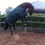 Playtime for Glock's Ziësto today! by MinderhoudHP