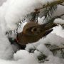 3rd of 4 #goldcrest pics from 23rd March 2013