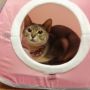 にゃー #cat #猫部 