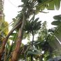 De bananen hangen er al, nu lekker rijpen! #tuin 