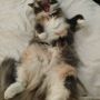 This is one loungey kitty!
#BigYawn #Lilly