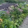 Allotment flower border