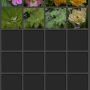 @janole #gravity 2.82 7289: where're the other images? I moved files, restarted the phone, nothing shown.