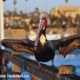 Charlie the Pelican is fired up! @VisitOceanside Pier @VisitCA  