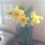 #Spring Daffs cheering me up :-)