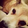 #motivatie #inspiratie #lamlendig #luiehond