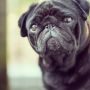 pug #pugs #puglife #puglove #pugstagram #petstagram #pugsofinstagram #blackpug #jj #dog #dogstagram #picoftheday #cute #photooftheday #instamood #instagood #ilovemydog #dogsofinstagram #petpics #squis