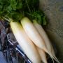 今月のお家賃お支払いに参ったら大家さんからのオスソワケ。