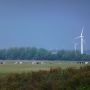 Glückliche Rindviecher. #Dithmarschen #Speicherkoog #Nordsee 