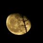 Golden moon through the trees 30/1/13 #moonwatch #wonders @newburyastro