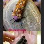 ‏اليرقة المزخرفةThe caddisflyتقوم هذه الحشرة الغريبة بجمع قطع صغيرة من الحجارة ووضعها على جسمهاكدرع واقي لها
سبحان الله
