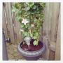Ook nog een witte #Dipladenia… Erg mooie plant!!! 