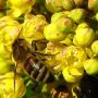 Bee! :) #spring