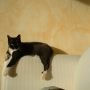 Kijk dit was Kitty ;-) @WieisLoes 