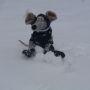 oh Huntyr, Here Huntyr boy, come play with me, Ryko.... <grin>