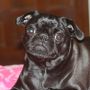 @rickcortes he is adorable like my #pug #blackpugsrule #Raven 