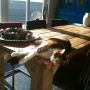 Kat Zippy op favo plek: de tafel in de zon...